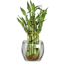 2 Tier Bamboo Tower In a Thick Clear Smooth Glass Vase
