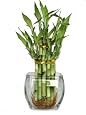 2 Tier Bamboo Tower In a Thick Clear Smooth Glass Vase