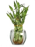 KL Design & Import - 2 Tier Bamboo Tower In a Thick Clear Smooth Glass Vase