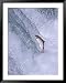Sockeye Salmon Jump up Brooks Falls on Migration to Spawn in Brooks Lake, Alaska, USA...