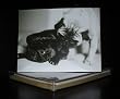 Talk to the Paw! Greeting Cards - Pugs