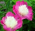 Peony Gay Paree - One 3/5 Eye Rhizome