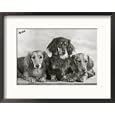 Three Dachshunds Sitting Together from the "Priorsgate" Kennel Owned by Sherer Framed Photographic Poster Print by Thomas Fall, 21x17
