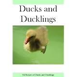 DucksandDucklings