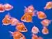 Asia, China, Hong Kong, Mongkok, Fish For Sale in Tung Choi Street Market Art Photographic Poster Print by Gavin Hellier, 12x9