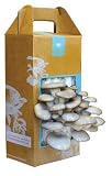Back to the Roots Oyster Mushroom Kit by Back to the Roots Best Price
