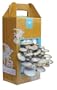 Back to the Roots Oyster Mushroom Kit