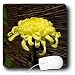 Flowers - Chrysanthemum - Mouse Pads