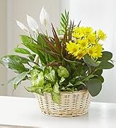 Floral Dish Garden with Fresh Cut Flowers for Sympathy - Small