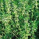 Organic Hardy English Thyme 150 Seeds