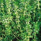 Organic Hardy English Thyme 150 Seeds