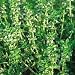 Organic Hardy English Thyme 150 Seeds - Perennial