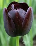 Queen of Night Single Late Black Tulip - 10 bulbs