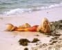 DARYL HANNAH 20X24 COLOR PHOTO