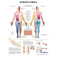 Anatomical Chart Company Dermatomes Anatomical Chart -1587791110