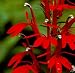 Cardinal Flower/Red Lobelia 10 roots