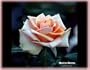 Marilyn Monroe (Rosa Hybrid Tea) - Bare Root Rose