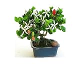 Plum Bonsai, Green Gift that is a Great Alternative to Cut Flowers - Ships Via 2-Day Air!
