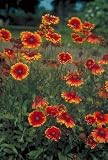 Dazzler Blanket Flower - 8 Plants - Gaillardia - B001NDL5HA