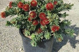 "Callistemon Little John" Dwarf Bottle Brush, Five Gallon Container