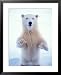 Polar Bear Standing on Pack Ice of the Arctic Ocean, Arctic National Wildlife Refuge,...