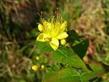 Seedeo Johanniskraut (Hypericum perforatum) 300 Samen