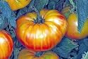 Pineapple Tomato 30 Seeds