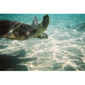 Fujifilm Quick Snap Waterproof 35mm Single Use Camera