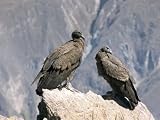 Two Condors at Cruz Del Condor, Colca Canyon, Peru, South America Animals Photographic Poster Print by Tony Waltham, 16x12