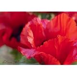 Mohnbild: Der Mohn ist aufgegangen als Kunstdruck / Fotoprint im Format 60cm x 45cmvon "NatureToPrint"