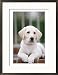 8-week-old Yellow Labrador Retriever Puppy Framed Photographic Poster Print by Aneal Vohra, 21x29