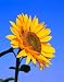 Giant Sunflower - 24