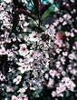 Dwarf Red-Leaf Sand Cherry One Gallon by Monrovia Growers