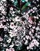 Dwarf Red-Leaf Sand Cherry One Gallon by Monrovia Growers