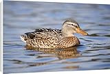 Canvas Prints of Mallard duck - female from Ardea Wildlife Pets