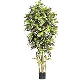 6 &acute; Croton Silk Tree - B001DQB4MS