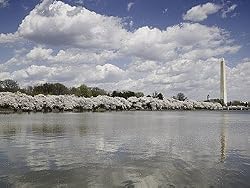 Cherry Blossom Panorama, Washington, D.C. Photograph - Beautiful 16"x20" Photographic Print by Carol M. Highsmith