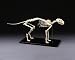 Feline Skeleton Model Deluxe Large Size Cat