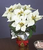 PROMOTION White Silk Potted Christmas Poinsettia Plant 15 inch High