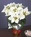 PROMOTION White Silk Potted Christmas Poinsettia Plant 15 inch High