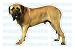 MASTIFF - Dog Decal - sticker dogs car got window