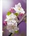 Photographic Prints of Apple (Malus domestica) from Science Photo Library
