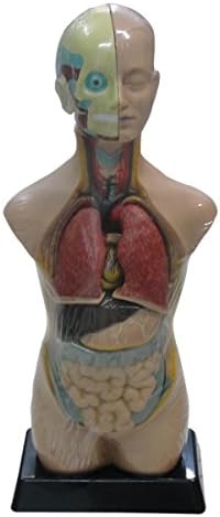 Human Torso 11 parts