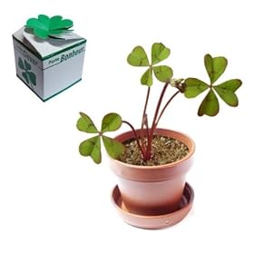 Tr�fle � quatre feuilles - Porte bonheur - 4 leaf clover - Lucky clover - Fer � cheval - Grigri