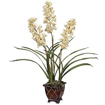 Cymbidium Orchid Cluster - White(24 x 22 x 29")