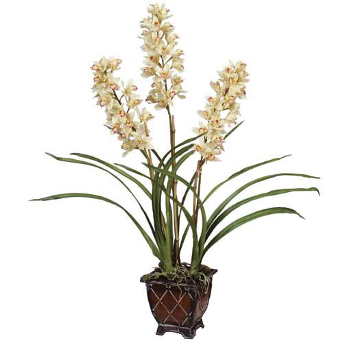 Cymbidium Orchid Cluster - White(24 x 22 x 29