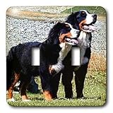 Dogs Bernese Mountain Dog - Bernese Mountain Dog - Light Switch Covers - double toggle switch