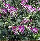 Economy Dendrobium Hybrid Special