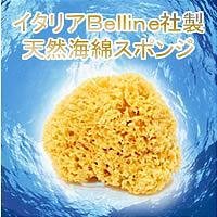 天然海綿ハニコム種（16cm）