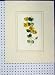 Money-Wort Yellow Flower C1896 Botanical Plant Print